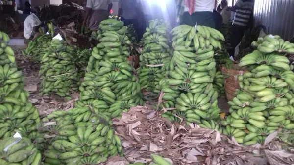 ​    ​Sirumalai Banana 